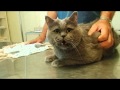 Зоосоветы: Как помочь кошке после стерилизации