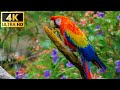 Our Planet | Birds Of The World 4K - Relaxing Music With Colorful Birds In The Rainforest Part 2