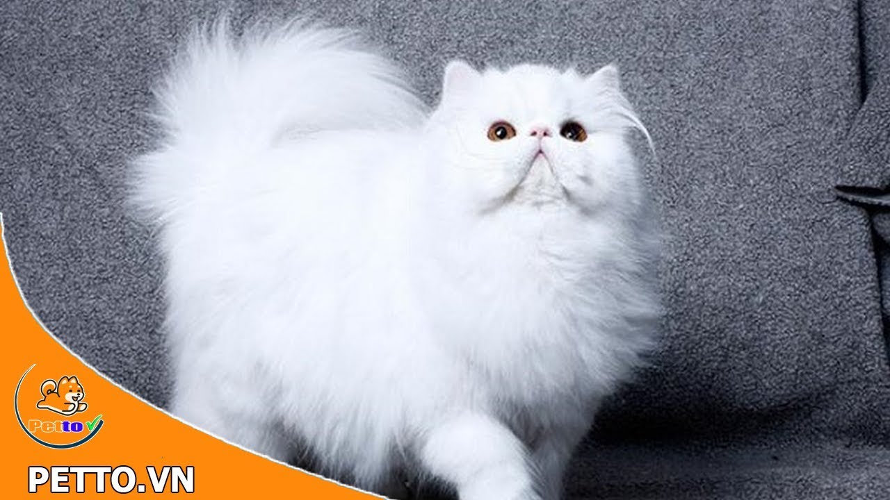 Mèo Ba Tư - Giống mèo quý tộc, biểu tượng của hoàng gia