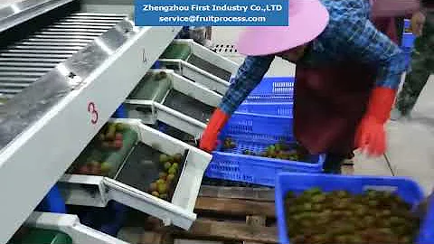 litchi processing plant, lychee grading machine