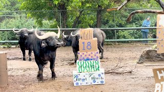 Happy Birthday Rain! | International Ungulate Awareness Day