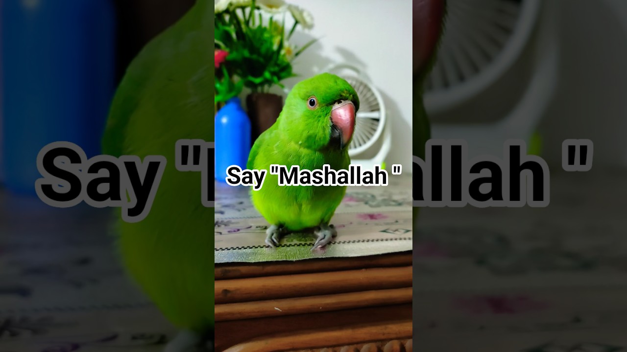 মিঠু cutie pie 