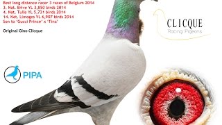 GOLDEN PRINCE 360,000 Euro Racing Pigeon BE13-3031767 Bred by Gino Clicque BE13 3031767 1