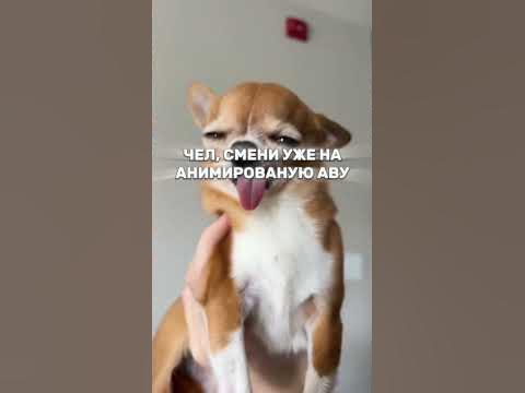 Анимированные аватарки все аватарки в ТГ ссылка в профиле👉#авы # ...
