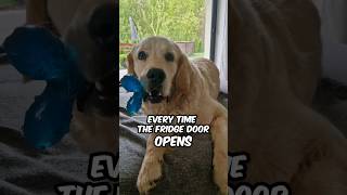 Fridge Door Opens, Dogs Mind-Blowing Response – Caught on Camera goldenretriever doglover short