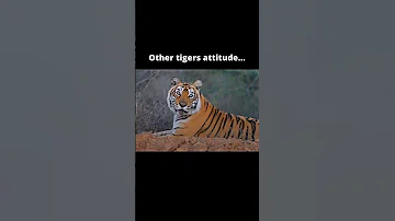 The Most Fearless Captive Tiger In The History Viral Shorts Youtube Video 