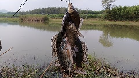 Câu cá rô phi ngày lạnh cùng mồi Tanh rô phi lên cá rô tự nhiên / về với làng quê