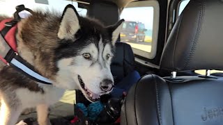 Taking My Old Husky To A Place He Loved To Go