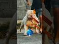 ☠️😈All pitbull dogs dangerous version🔥☠