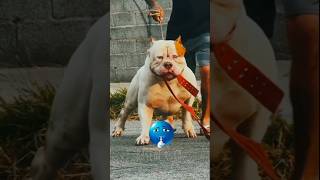☠️😈All pitbull dogs dangerous version🔥☠