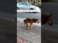 柴犬のう○ちダンス！？#Shorts
