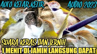 SUARA PIKAT BURUNG PRENJAK LUMUT AMPUH ANTI ZONK@Smstachanel