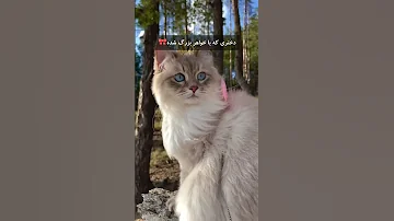 Cat خندارترین اکسپلور Funny ریلز طنز گربه Cute سگ خواهر برادر ویدیو کلیپ 