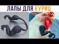 Куры – потомки динозавров! | Приколы| Мемозг #485