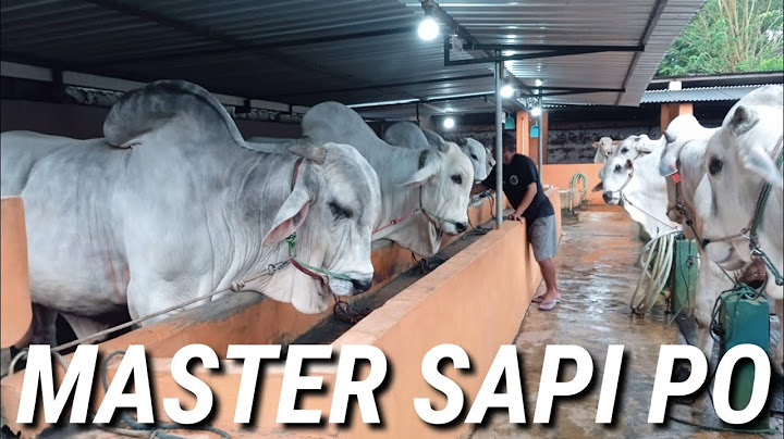DERETAN SAPI PO JUMBO DARI KANDANG JUARA PADEPOKAN KULON SGM