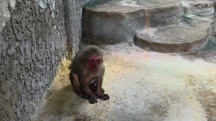 Stump-tailed macaques