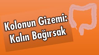 Kolonun Gizemi: Kalın Bağırsak