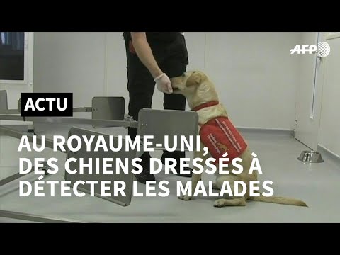 Coronavirus: au Royaume-Uni, des chiens dressés à détecter les malades | AFP Coronavirus: au Royaume-Uni, des chiens dressés à détecter les malades | AFP