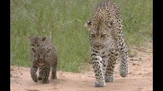 A female leopard and two very young cubs