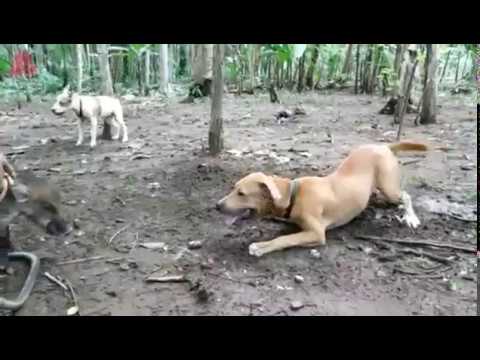 Video: Pelatihan Peti Anak Anjing & Anjing