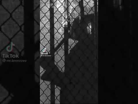 نيغن نيغان تصميم    ريك