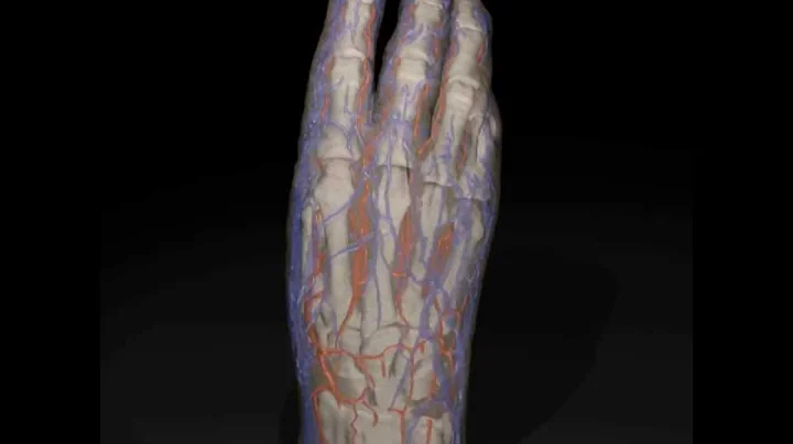Anatomy of the human hand, based on vascular injec...