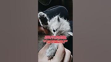 Virel cat in blender video 😭😭😷