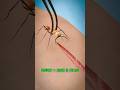 Army Ant Surgery 😳 Real Ancient Skin Stitching Secret | Vinandi 🔍 #Facts #History