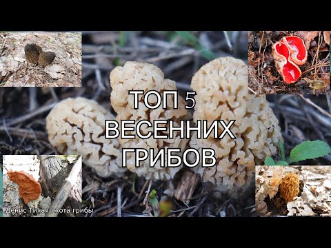 ТОП 5 весенних грибов