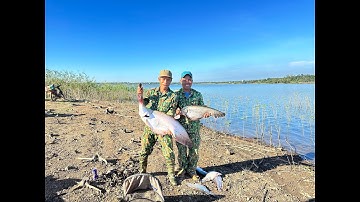 Săn cá thác lác cườm tự nhiên tập 11.đụng hàng khủng long, tuansongray