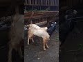 kambing domba embek #domba #embek #goat #embekkambinglucu
