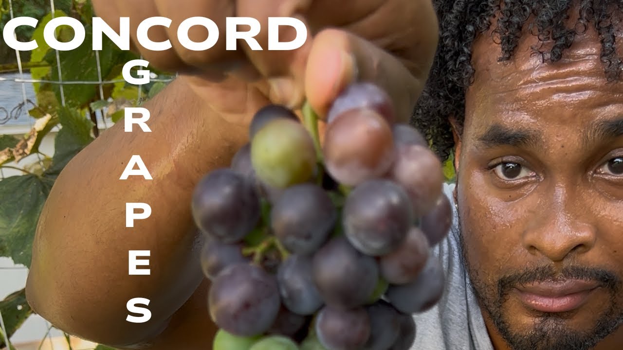 Concord Grapes growing in my backyard garden