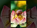 cockroach Janata Party #cockroachjantaparty #india