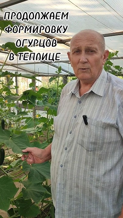 формируем огурцы в теплице. часть 3 #дача #огород #теплица #огурцы ...