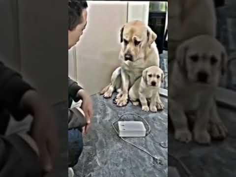 Perrita protege a