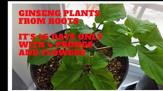 HOW TO  GROW GINSENG ROOTS  INDOOR