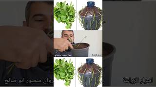 زراعة اقلام النعناع