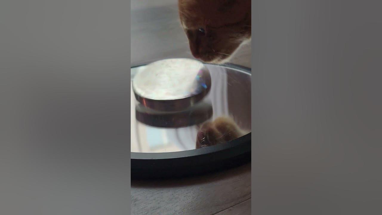 Eulers disk vs kitten euler kitten cat spinning top mesmerizing