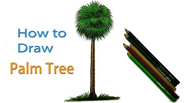 How to Draw Palm tree Step by Step (Very Easy)