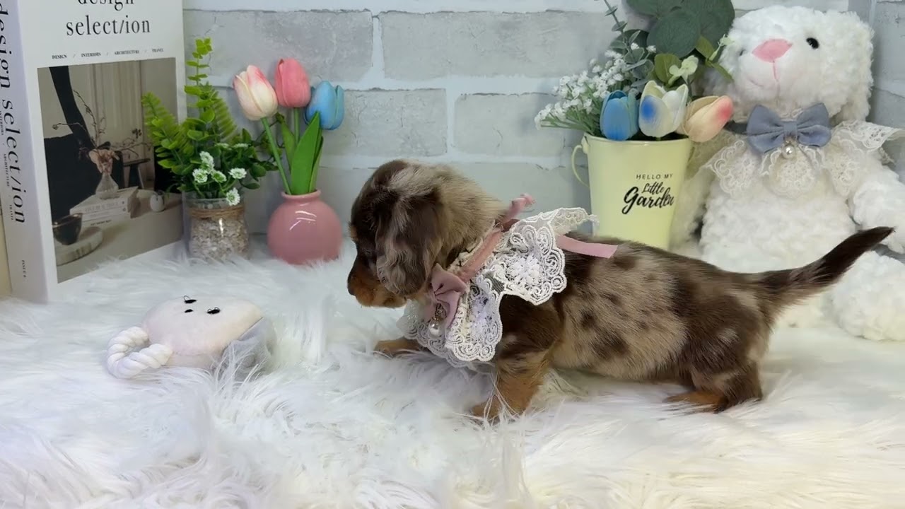 ミニチュアダックスフンド - 大阪・兵庫のペットショップ｜犬猫