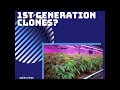 Why 1st generation clones matter  cltvtd genetics