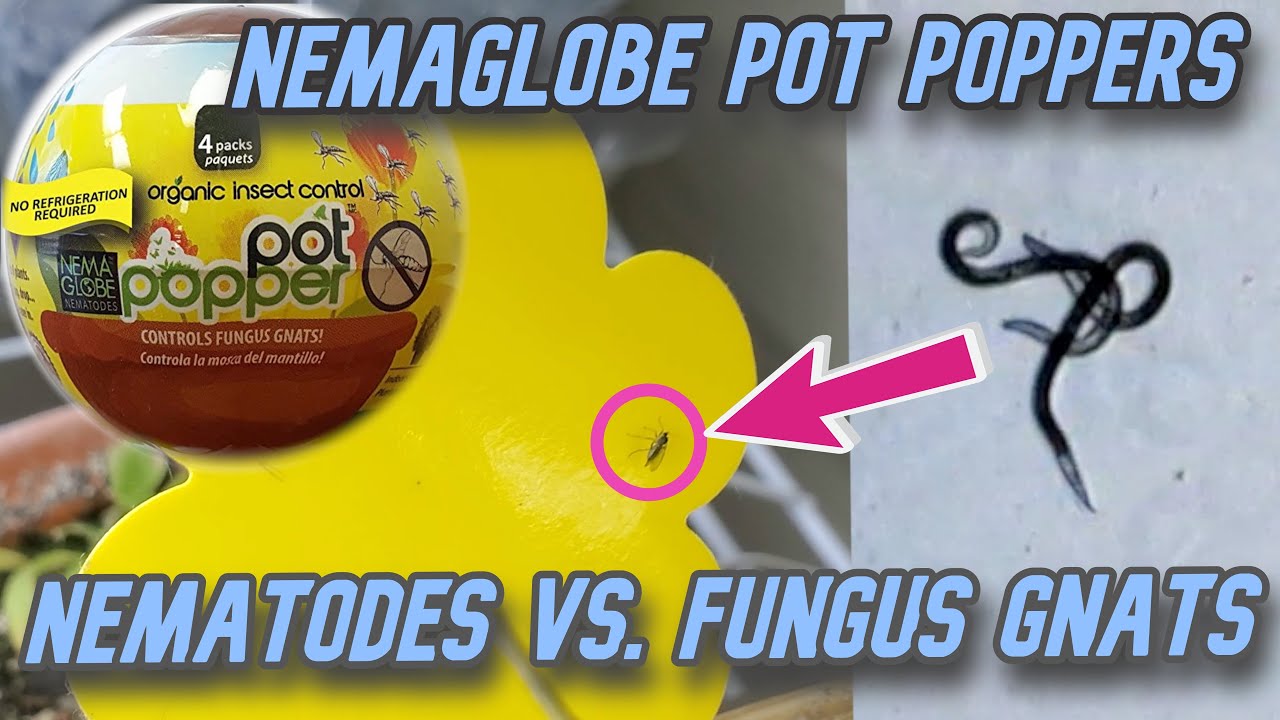 Microscopic analysis of Pot Poppers Nematodes for getting rid of fungus  gnats. Product review 