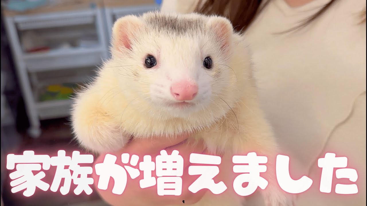 【新しい家族】「また帰っておいで」その願いが届いた、奇跡の出会い【ferret#1919】