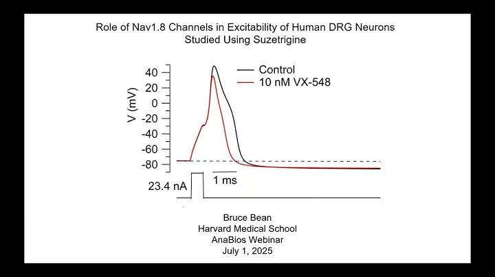 Role of Nav1.8 Channels Regulating Human DRG Neuron Excitability Using Suzetrigine | Dr. Bruce Bean