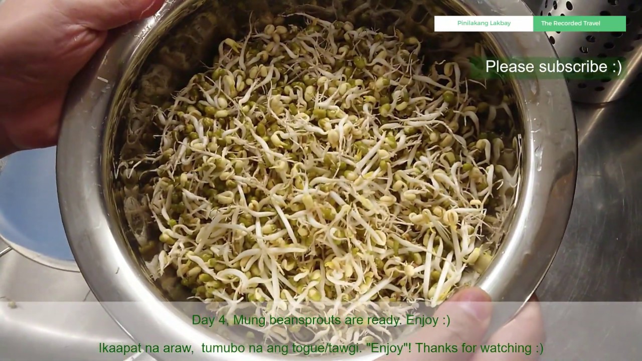GROW BEANS SPROUTS "TOGUE" AT HOME!!! INDOOR EASY STEPS YouTube