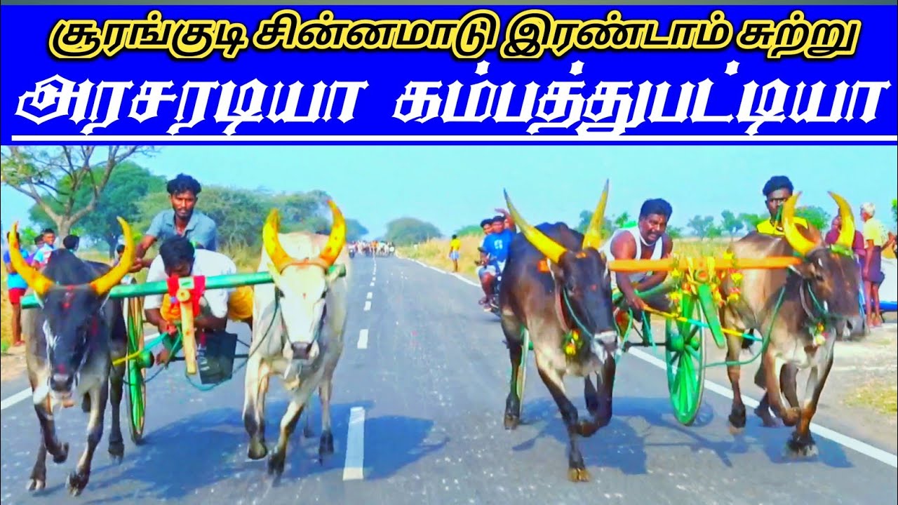 தூத்துக்குடி மாவட்டம் சூரங்குடி சின்னமாடு 2 பந்தயம் 