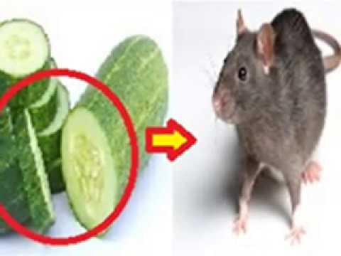 Ternyata Kamu Cuma Perlu Irisan Timun Untuk Usir Tikus Yang Bersarang di Rumah! Ternyata Kamu Cuma Perlu Irisan Timun Untuk Usir Tikus Yang Bersarang di Rumah!