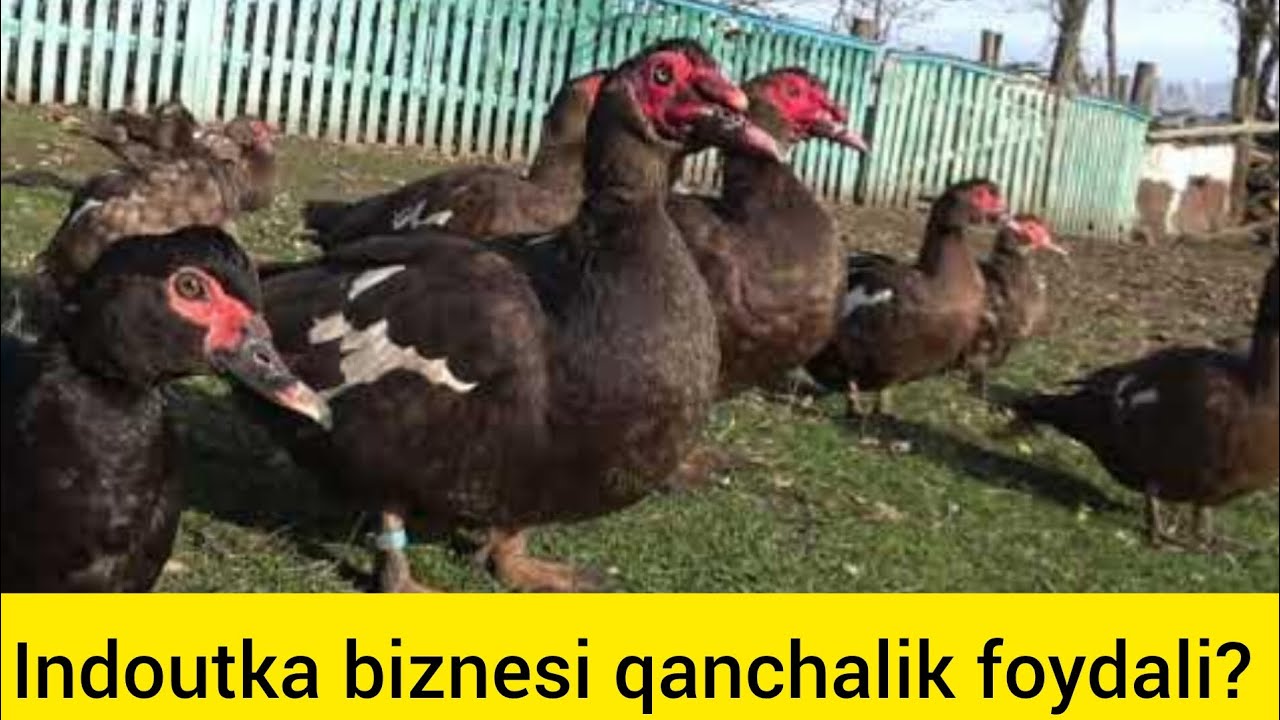 INDOUTKA BOQISH SIRLARI‼️ 3 OYDA KATTA DAROMAD✅️