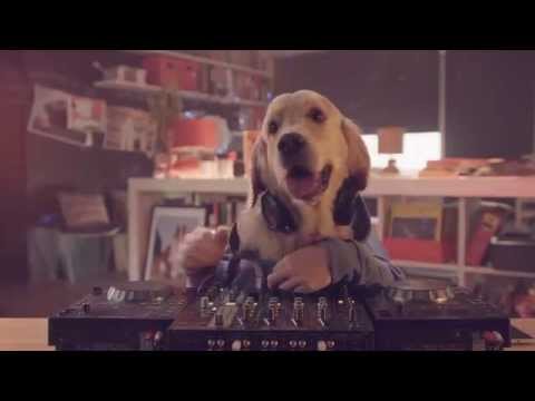 Video: Kuidas Tähistada Koera Aastat