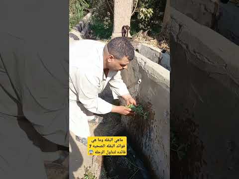 ماهي البقله وما هي فوائد البقله الصحيه 7 فائده لتناول الرجله